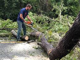 Best Tree and Shrub Care  in Arbuckle, CA