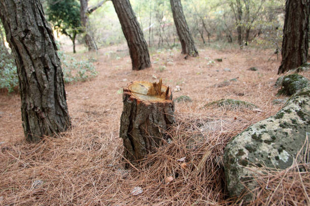 Best Lot and Land Clearing  in Arbuckle, CA