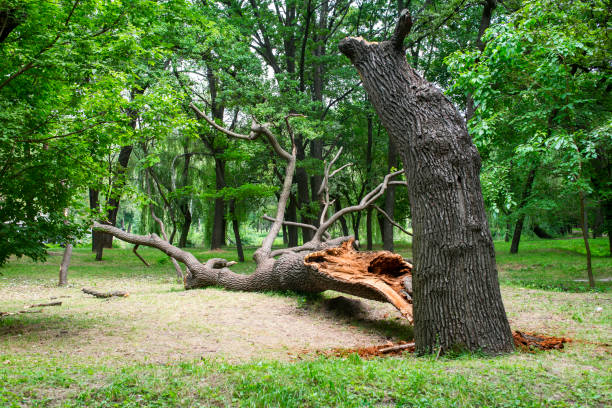 How Our Tree Care Process Works  in  Arbuckle, CA