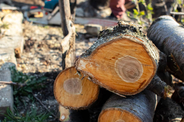 Tree and Shrub Care in Arbuckle, CA