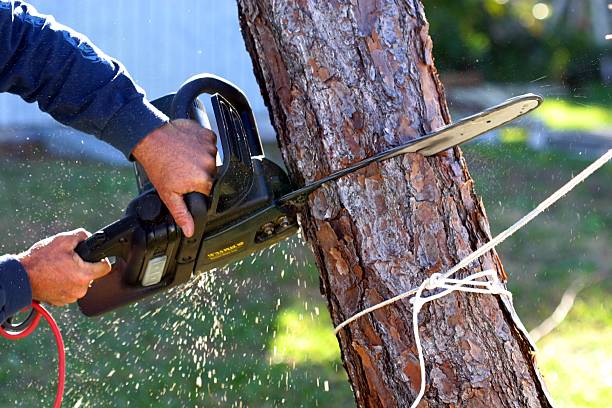 Best Tree Planting  in Arbuckle, CA