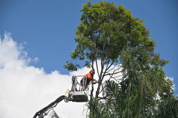 Best Tree Preservation Services  in Arbuckle, CA
